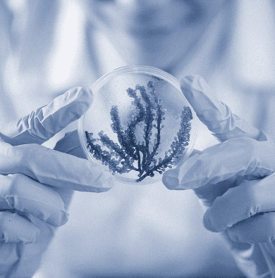 Two hands with laboratory gloves holding a glass jar with a plant inside