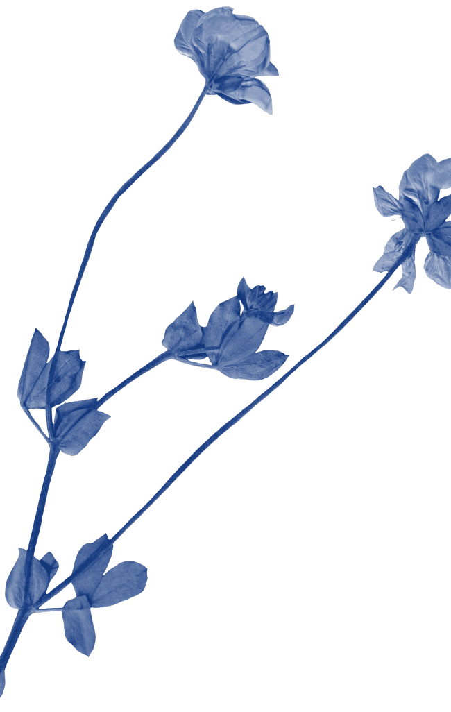 Blue flowers